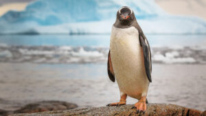 Private Tours Cape Town